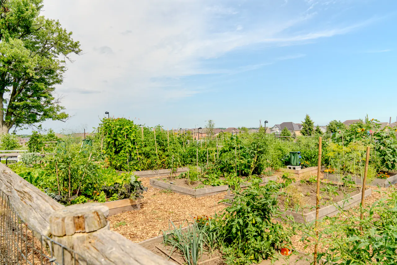 Sunny Mount Park community garden